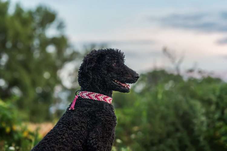 Hundeauslaufgebiet-Lockennase-Bild