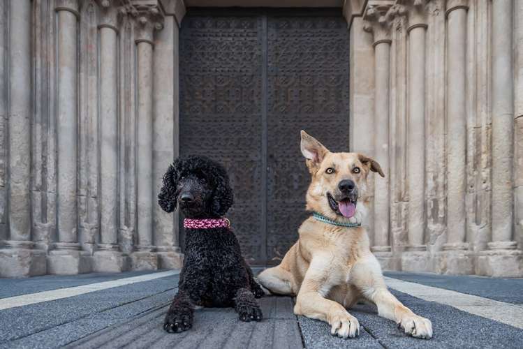 Hundeauslaufgebiet-Lockennase-Bild