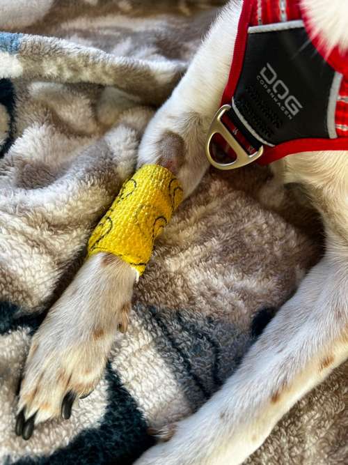 Hundeauslaufgebiet-Dr. Annett Grune-Bild