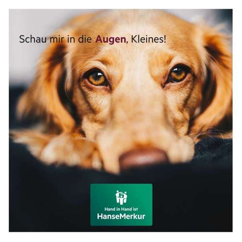 Hundeauslaufgebiet-Udo Kaminski HanseMerkur Hagenburg-Bild