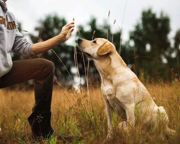 Hundeauslaufgebiet-Hundeschule Six-Paws-Bild