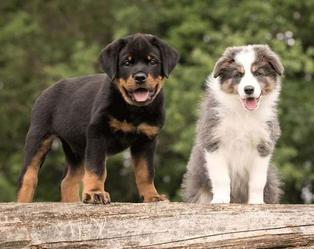 Hundeauslaufgebiet-Hundeschule Six-Paws-Bild