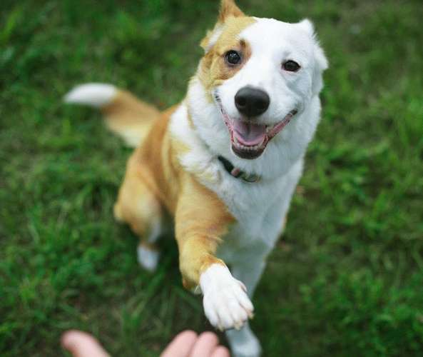 Hundeauslaufgebiet-Hundeschule Six-Paws-Bild