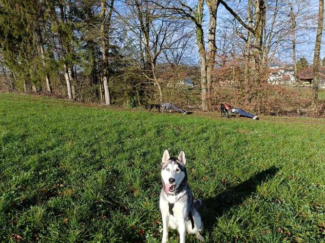 Hundeauslaufgebiet-Wotans Tierbetreuung-Bild