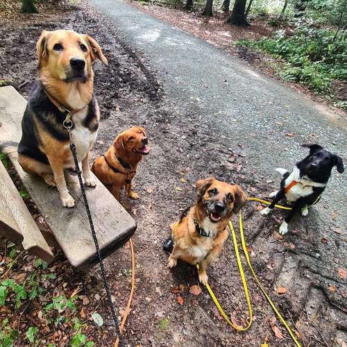 Hundeauslaufgebiet-TIGERPFOTE -Bild