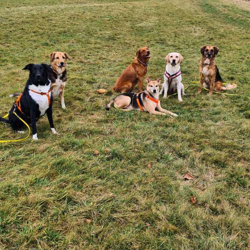 Hundeauslaufgebiet-TIGERPFOTE -Bild