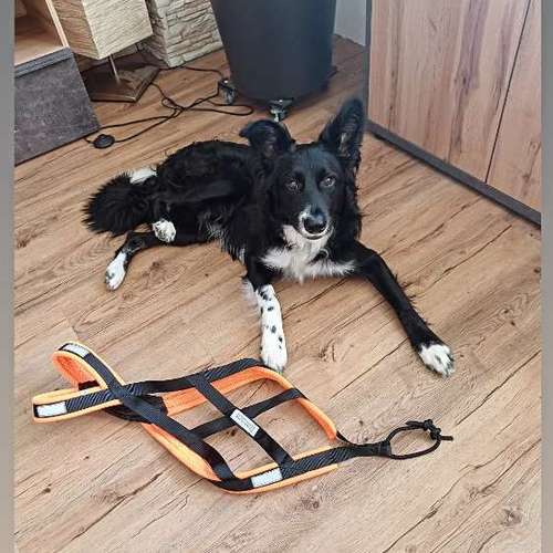 Hundeauslaufgebiet-Natürlich Stoak -Hundetraining-Bild