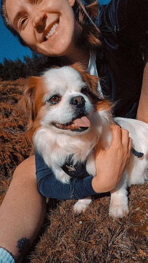 Hundeauslaufgebiet-Natürlich Stoak-Bild