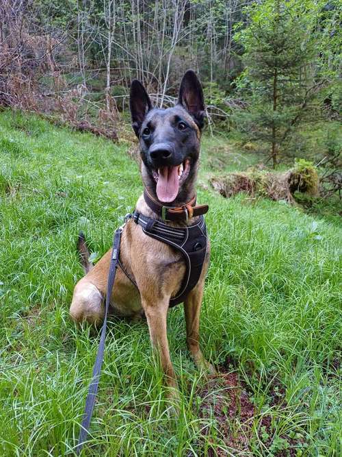 Hundeauslaufgebiet-Natürlich Stoak-Bild