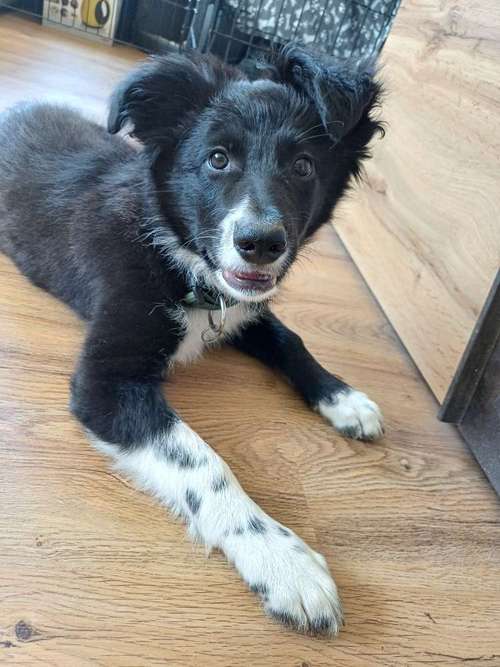 Hundeauslaufgebiet-Natürlich Stoak-Bild