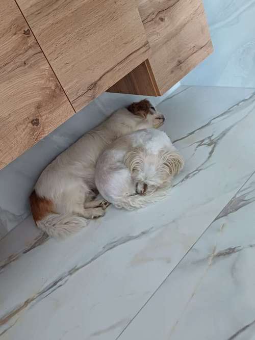 Hundeauslaufgebiet-Natürlich Stoak-Bild