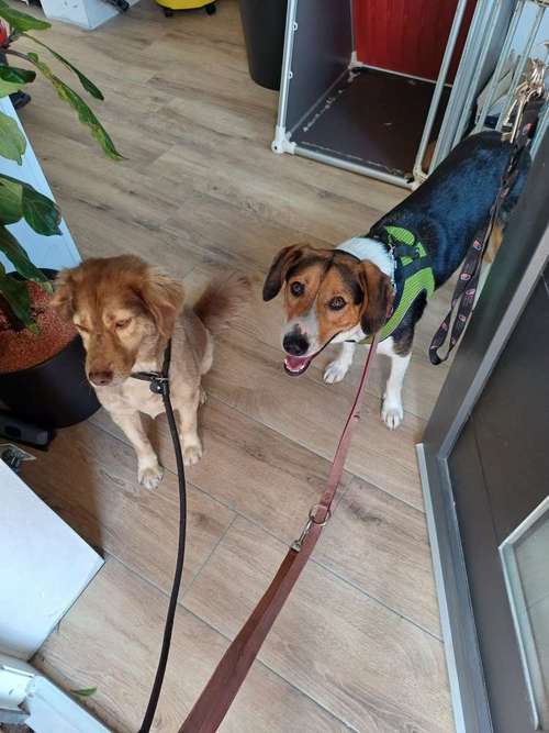 Hundeauslaufgebiet-Natürlich Stoak-Bild