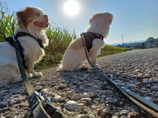 Hundeauslaufgebiet-Natürlich Stoak-Bild
