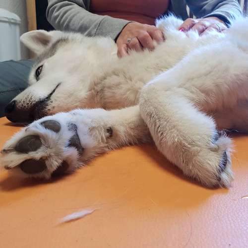 Hundeauslaufgebiet-Vet Vitalis Praxis für Hundephysiotherapie und Akupunktur-Bild