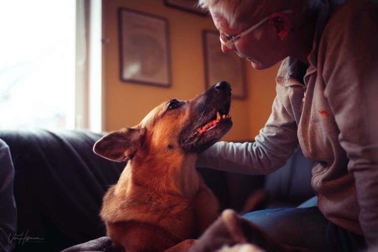 Hundeauslaufgebiet-Vet Vitalis Praxis für Hundephysiotherapie und Akupunktur-Bild