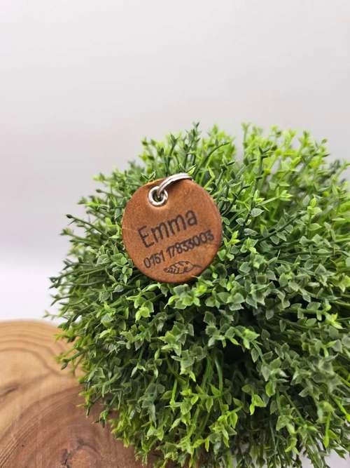 Hundeauslaufgebiet-WOODSDOGHunsrueck-Bild