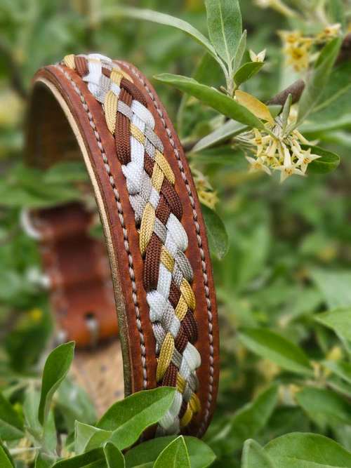 Hundeauslaufgebiet-WOODSDOGHunsrueck-Bild