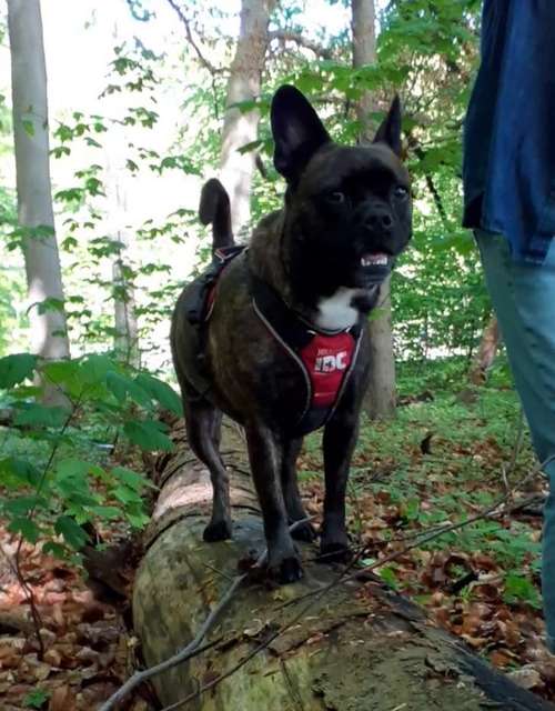 Hundeauslaufgebiet-Tierphysiokonzepte-Bild