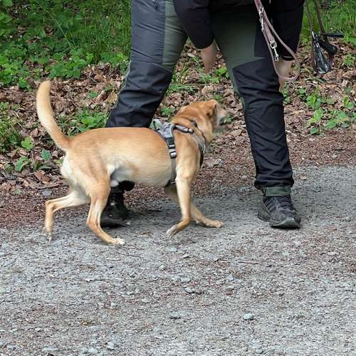 Hundeauslaufgebiet-Tiertherapie-Hennef Marie Spitzer-Bild