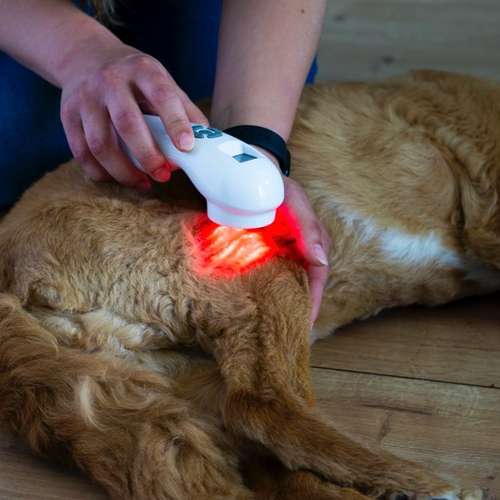 Hundeauslaufgebiet-Tiertherapie-Hennef Marie Spitzer-Bild