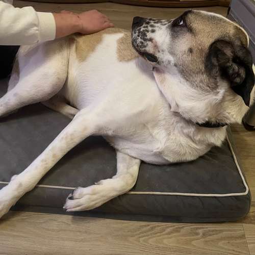 Hundeauslaufgebiet-Tiertherapie-Hennef Marie Spitzer-Bild