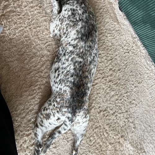Hundeauslaufgebiet-Tiertherapie-Hennef Marie Spitzer-Bild
