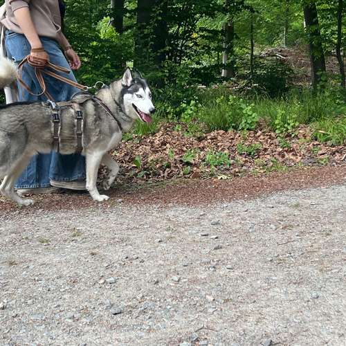 Hundeauslaufgebiet-Tiertherapie-Hennef Marie Spitzer-Bild