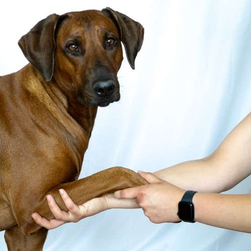 Hundeauslaufgebiet-Tiertherapie-Hennef Marie Spitzer-Bild