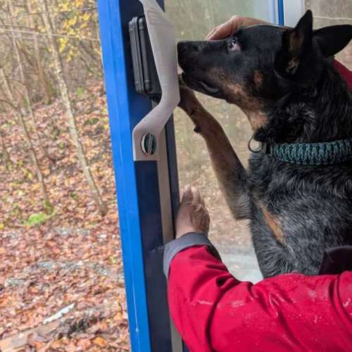 Hundeauslaufgebiet-Detection-Dogs-Bild