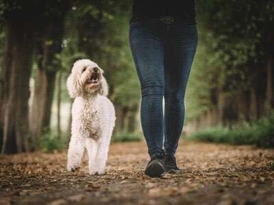 Hundeauslaufgebiet-Starken Hundetraining-Bild