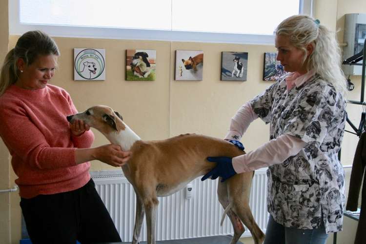 Hundeauslaufgebiet-Tierarztpraxis MedicalVet.Life - Chiropraktik & Akupunktur für Hunde-Bild