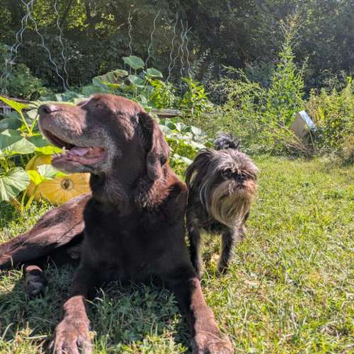 Hundeauslaufgebiet-Fellkultur-Bild