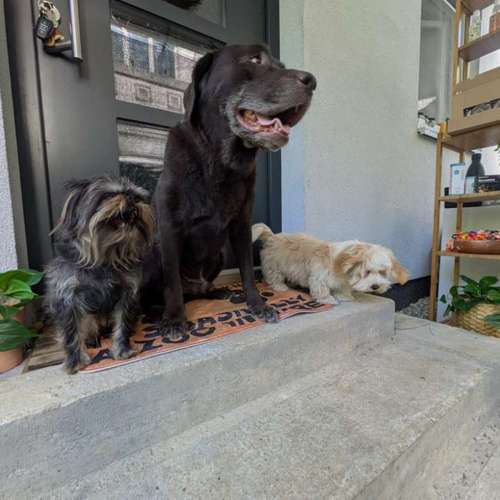 Hundeauslaufgebiet-Fellkultur-Bild