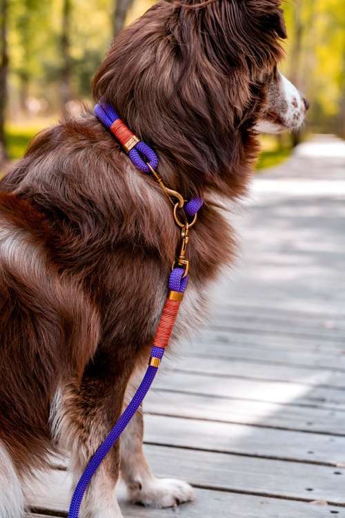 Hundeauslaufgebiet-hey.maja-Bild