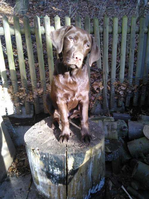 Hundeauslaufgebiet-Maditas Pfotenbalance-Bild