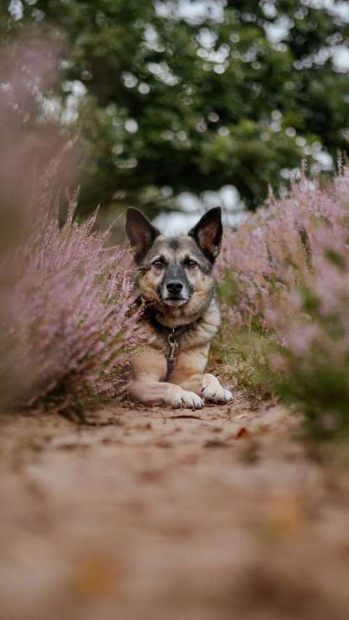 Hundeauslaufgebiet-barksandbeets photography-Bild