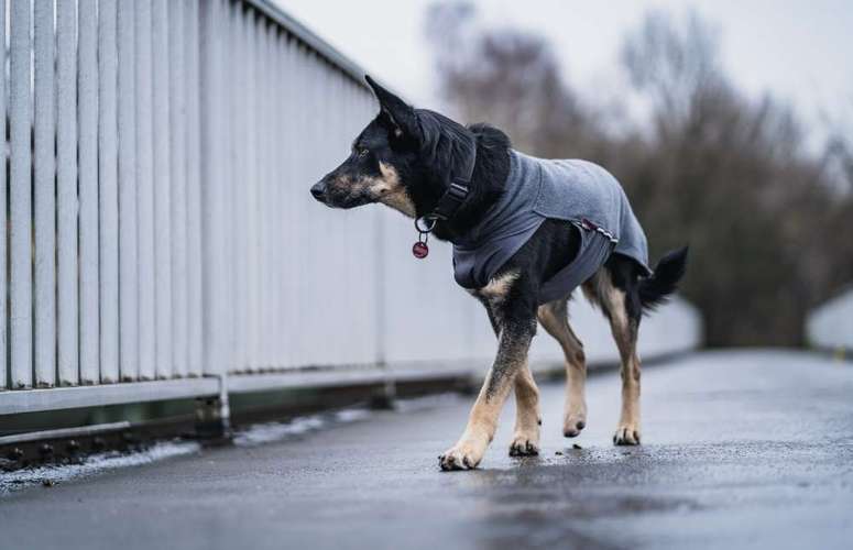Hundeauslaufgebiet-barksandbeets photography-Bild