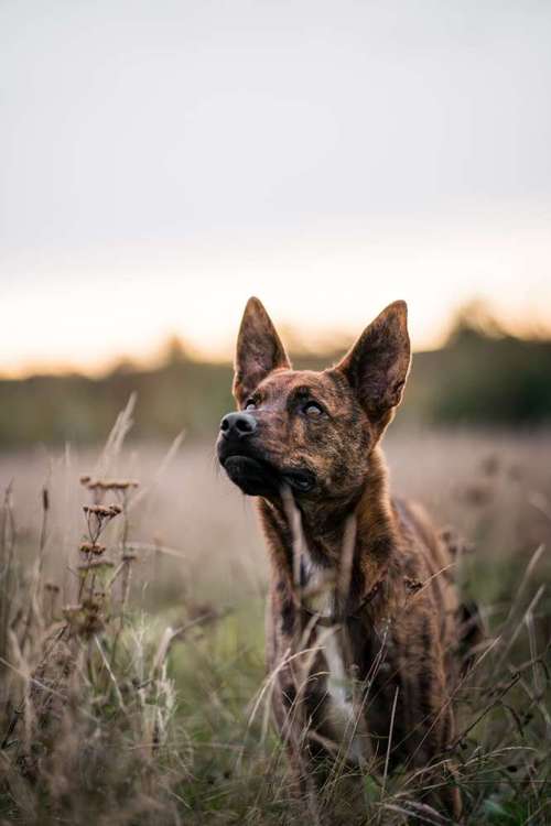Hundeauslaufgebiet-barksandbeets photography-Bild
