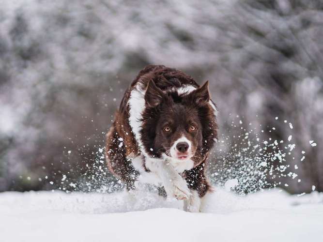 Hundeauslaufgebiet-barksandbeets photography-Bild