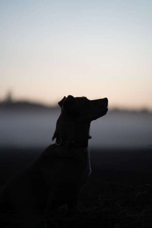 Hundeauslaufgebiet-barksandbeets photography-Bild