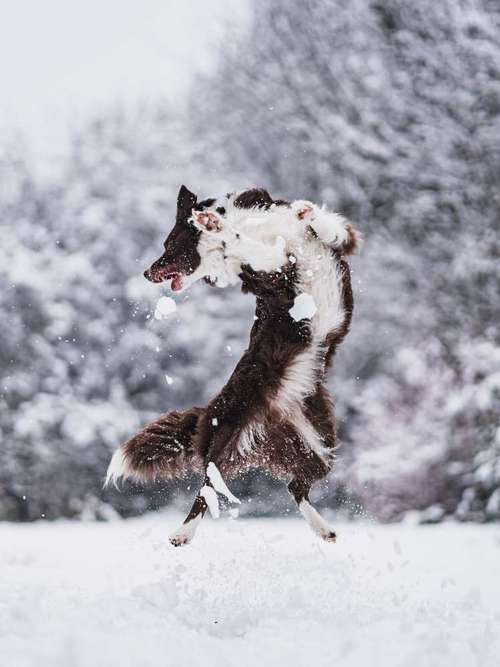 Hundeauslaufgebiet-barksandbeets photography-Bild