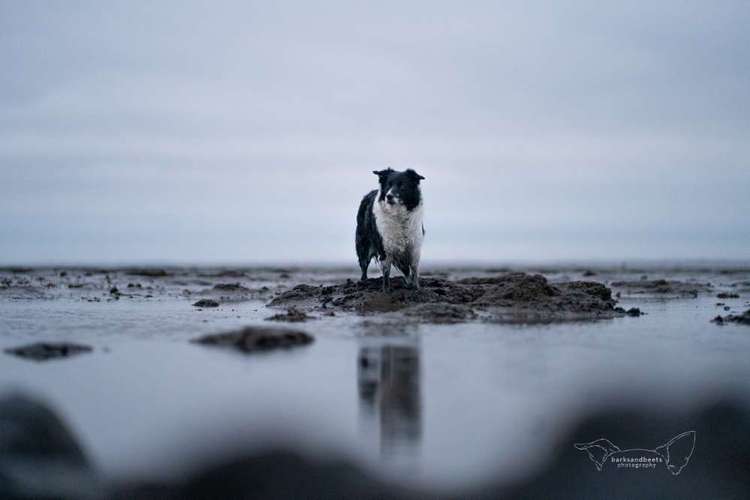 Hundeauslaufgebiet-barksandbeets photography-Bild