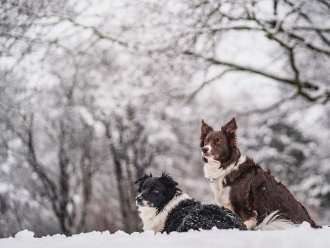 Hundeauslaufgebiet-barksandbeets photography-Bild