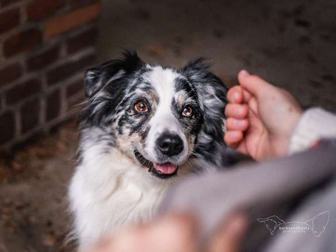 Hundeauslaufgebiet-barksandbeets photography-Bild