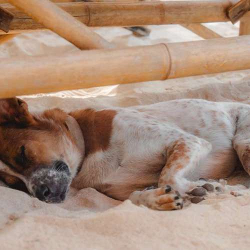 Hundeauslaufgebiet-One Life Photography by J.R.-Bild