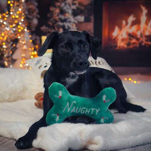 Hundeauslaufgebiet-One Life Photography by J.R.-Bild