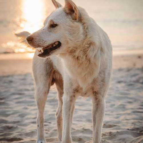 Hundeauslaufgebiet-One Life Photography by J.R.-Bild