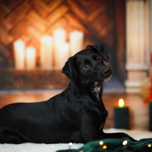 Hundeauslaufgebiet-One Life Photography by J.R.-Bild