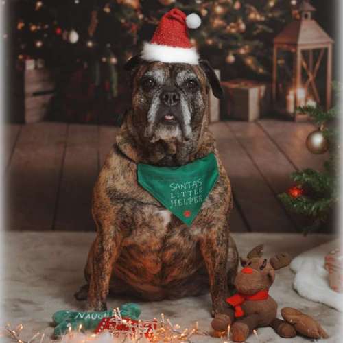 Hundeauslaufgebiet-One Life Photography by J.R.-Bild