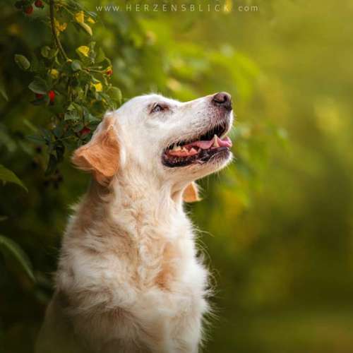 Hundeauslaufgebiet-Herzensblick Fotografie-Bild